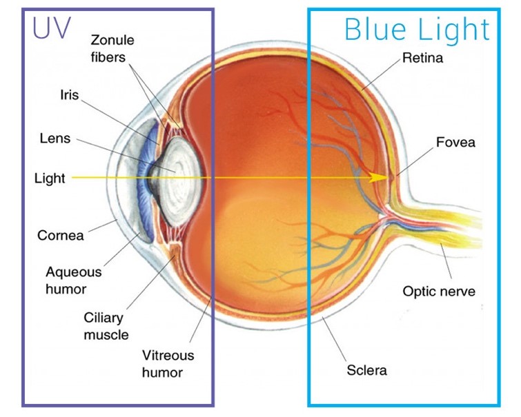 Blue light affect eye health.