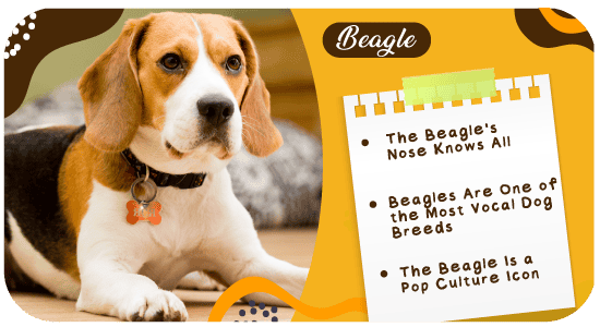 Beagle-Dogs