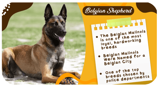 Belgian-Dogs