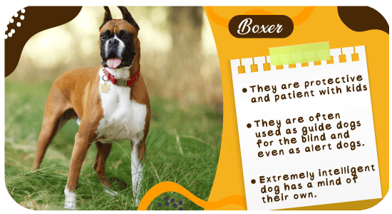 Boxer-Dogs